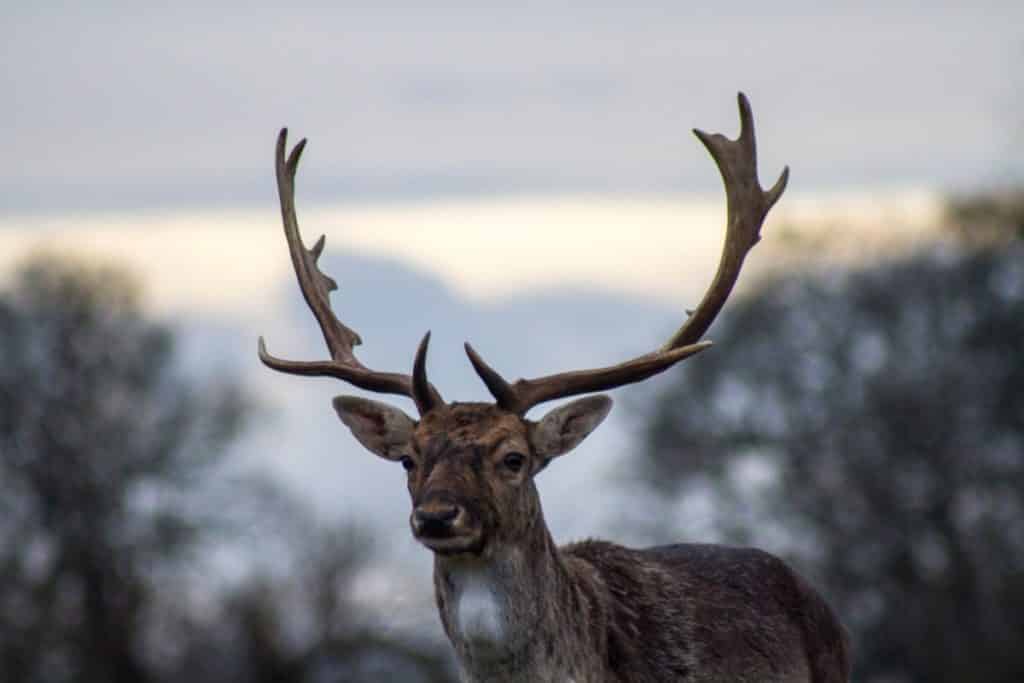 Reviewed - The Best Binoculars for Hunting Deer